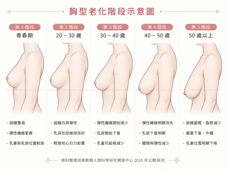 胸部老化階段示意圖說明
